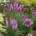 Лиатрис РОЗЕА колосковая в Орше