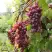 Виноград КИШМИШ ЗАПОРОЖСКИЙ в Орше