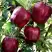 Яблоня РЕД ЧИФ в Орше