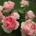 Роза ФИЛИНГ чайно-гибридная в Орше