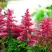 Астильба ЮНИК КАРМИН гибридная в Орше