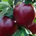Яблоня РЕД ЧИФ в Орше