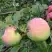 Яблоня УТРО в Орше