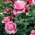 Роза ЭЙФЕЛЕВА БАШНЯ чайно-гибридная в Орше