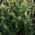 Туя ГОЛД ПЕРЛ западная в Орше