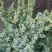 Можжевельник БЛЮ АЛЬПС китайский  в Орше
