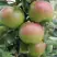 Яблоня МОСКОВСКОЕ ЗИМНЕЕ в Орше