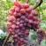Виноград КРАСОТКА в Орше