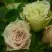 Роза ГРИН ДАЙМОНД миниатюрная в Орше