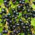 Смородина чёрная ИЗЮМНАЯ в Орше