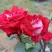 Роза АЛЬЯНС чайно-гибридная в Орше