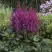 Астильба ВИЖНС китайская в Орше