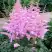 Астильба ГИАЦИНТ Арендса в Орше