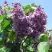 Сирень ВИОЛЕТТА в Орше