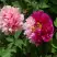 Пион ДВЕ СЕСТРЫ древовидный в Орше