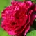 Пион НОЧНЫЕ ГРЕЗЫ древовидный в Орше