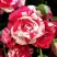 Роза ФАЙЕР ВОРКС миниатюрная в Орше