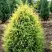 Можжевельник ГОЛД КОН обыкновенный в Орше