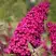 Буддлея давида РОЯЛ РЕД в Орше