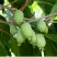 Актинидия РОГОВ аргута в Орше