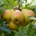 Груша ДОБРЯНКА в Орше