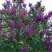 Сирень СУМЕРКИ в Орше