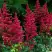 Астильба БУРГУНДИ РЕД Арендса в Орше