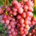 Виноград КИШМИШ КРАСНЫЙ в Орше