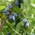 Жимолость съедобная НАРЫМСКАЯ в Орше