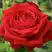 Роза СОФИ ЛОРЕН чайно-гибридная в Орше
