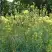Василистник ГЛАУКУМ желтый в Орше