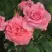 Роза ПЬЕР КАРДЕН чайно-гибридная в Орше