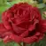 Роза РЕД ИНТУИШН чайно-гибридная в Орше
