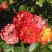 Роза ТАЙФУН спрей в Орше