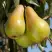 Груша КОНКОРД в Орше