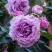 Роза СИЛЬВЕР КВИК плетистая в Орше