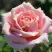 Роза ФРЕДЕРИК МИСТРАЛЬ чайно-гибридная в Орше