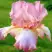 Ирис БЛАШИНГ ПИНК бородатый в Орше
