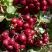 Рябина ГРАНАТНАЯ сладкоплодная в Орше