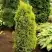 Можжевельник ГОЛД КОН обыкновенный в Орше