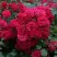 Роза РАДОСТЬ САДОВНИКА (ГАРТЕН ФРОЙДЕ) почвопокровная в Орше