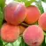 Персик ВАЙН ГОЛД Т3 в Орше