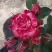 Роза ФАЙЕР ВОРКС миниатюрная в Орше