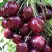 Черешня СИЛЬВИЯ колоновидная в Орше