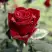 Роза ТАБУ чайно-гибридная в Орше