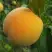Персик ДОНЕЦКИЙ ЖЕЛТЫЙ в Орше