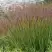 Просо ШЕНАНДО прутьевидное в Орше
