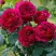 Роза КЕЙТ английская в Орше