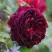 Роза МАНСТЕД ВУД английская в Орше