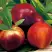 Нектарин СТАРК РЕД ГОЛД в Орше